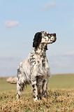 SETTER ANGLAIS 183